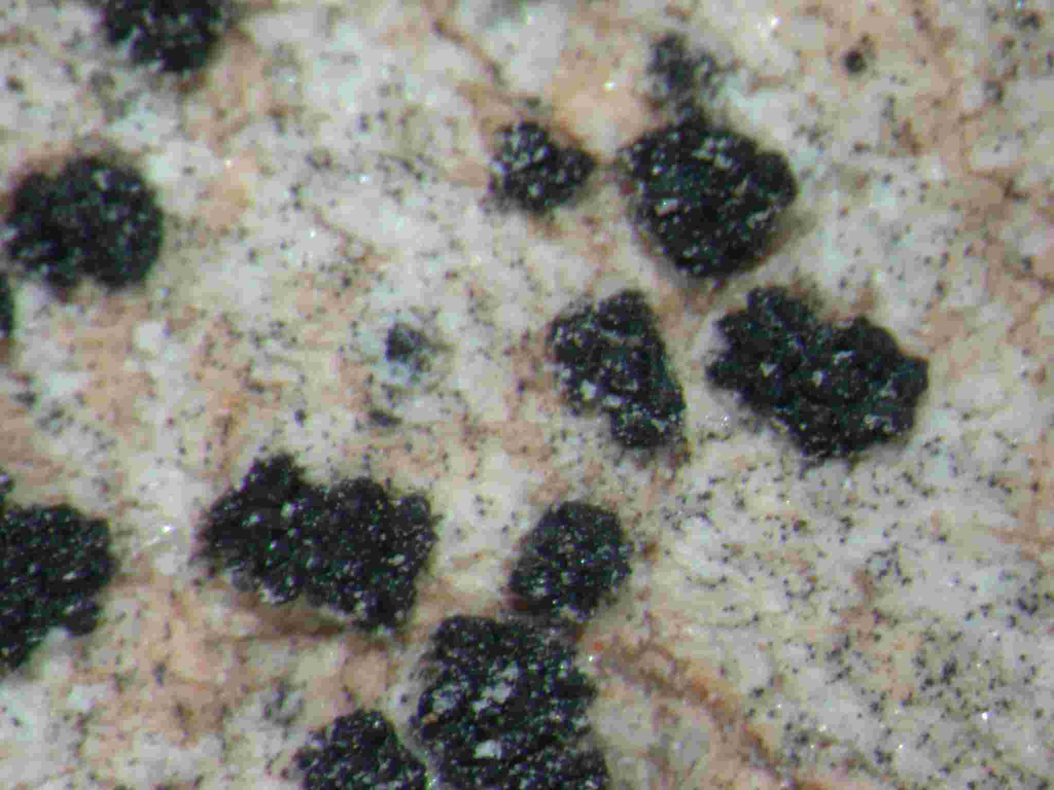 [Polysporina cyclocarpa]